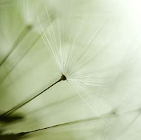 Delicate Dew-Dripping Florets Image 3