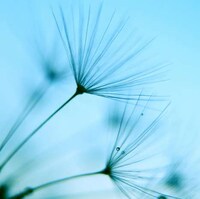 Delicate Dew-Dripping Florets Image 4