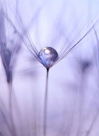 Delicate Dew-Dripping Florets Image 5