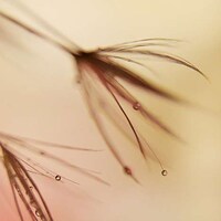 Delicate Dew-Dripping Florets Image 6