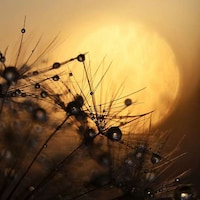 Delicate Dew-Dripping Florets Image 8
