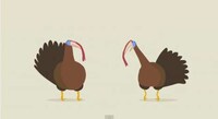 Hilarious Animal Dubstep Image 2