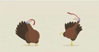 Hilarious Animal Dubstep Image 8
