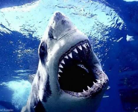 95 Shark Designs