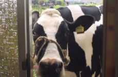 Doorbell-Ringing Cow Campaigns
