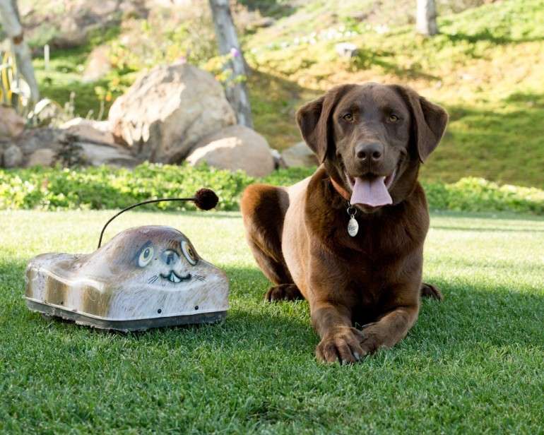 Battery-Operated Canine Companions