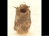 Cocooned Pregnancy Photographs Image 6