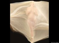 Cocooned Pregnancy Photographs Image 7