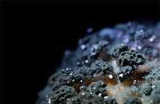 Rotting Fruit Photography