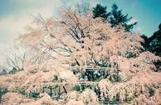 Smoggy Sakura Snapshots