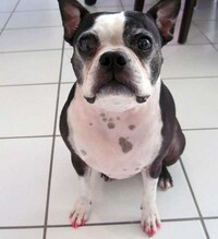 DIY Canine Manicures Image 2