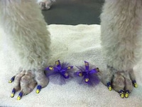 DIY Canine Manicures Image 3