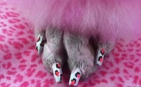 DIY Canine Manicures Image 4