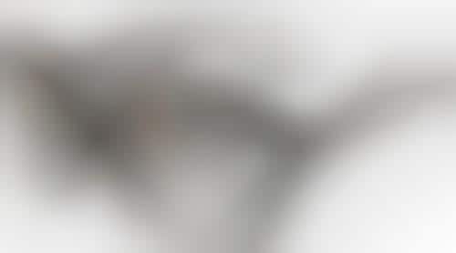 Biodegradable Luxury Lenses
