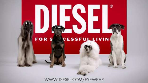 Chic Canine Campaigns