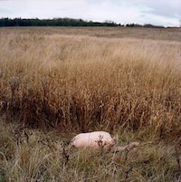 Submerged Landscape Portraitures  Image 3
