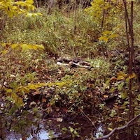 Submerged Landscape Portraitures  Image 5