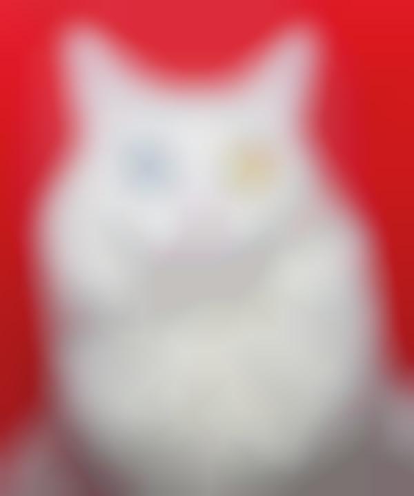 Neon Feline Captures