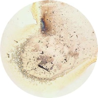 Microscopic Beverage Captures Image 2