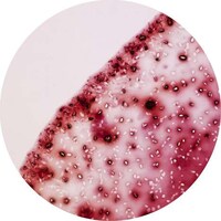 Microscopic Beverage Captures Image 5
