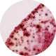 Microscopic Beverage Captures Image 5