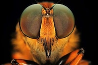 Freaky Fly Close-Ups