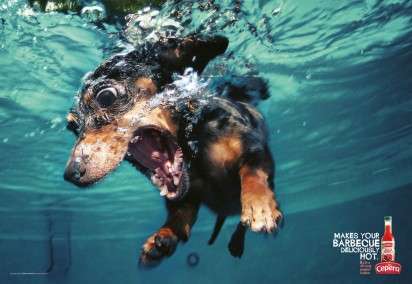 Spice-Suffering Dog Ads