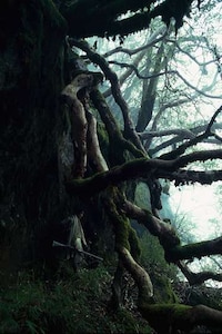 Death-Defying Honey Collectors Image 3