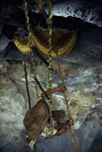 Death-Defying Honey Collectors Image 6