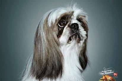 Sad Puppy-Eyed Ads