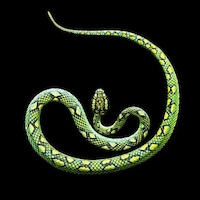 Alluring Venomous Vipers (UPDATE) Image 2