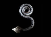 Alluring Venomous Vipers (UPDATE) Image 6