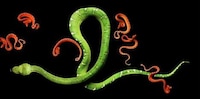 Alluring Venomous Vipers (UPDATE) Image 7