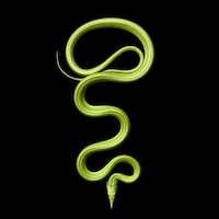 Alluring Venomous Vipers (UPDATE) Image 8