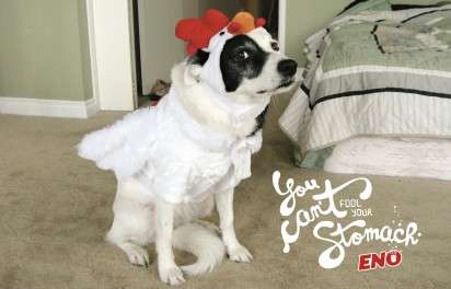 Dressed-Up Dog Ads