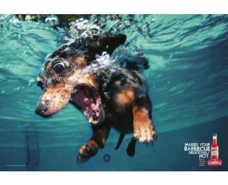 46 Charming Canine Campaigns