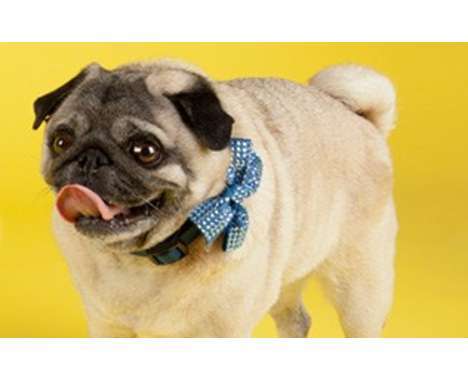 30 Adorable Pug Photos