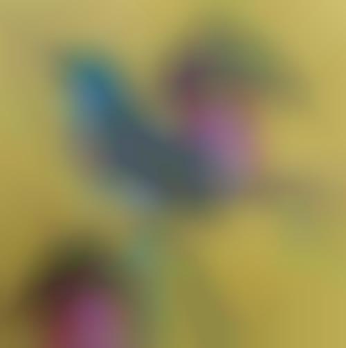 Vivid Avian Artistry