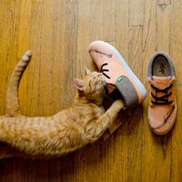 Indie Singer Sneakers Image 2