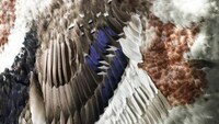 Feather Tapestry Artworks