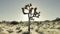 Dry Desert Captures Image 2