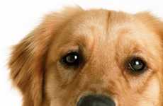 Pet Collar Cameras