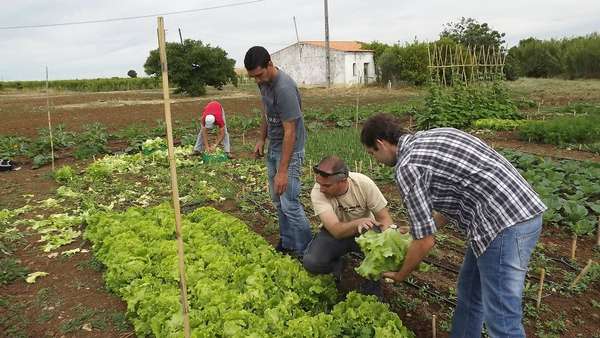 Online Farming Enterprises (UPDATE)