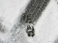 Animal Hooved Heels (UPDATE) Image 3
