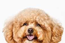 Personality-Ridden Pet Portraits
