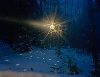 Magical Forest Photography Image 2