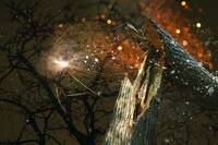 Magical Forest Photography Image 3