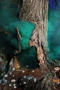 Magical Forest Photography Image 4