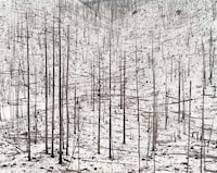 Magical Forest Photography Image 6