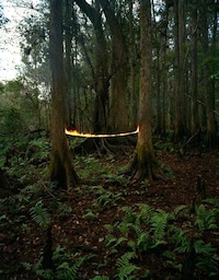 Magical Forest Photography Image 7